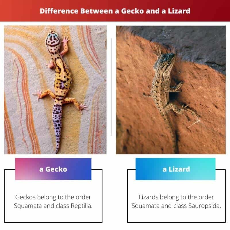 a Gecko vs a Lizard Difference and Comparison