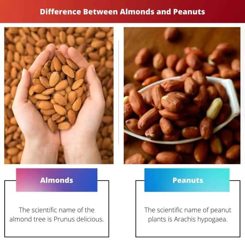 Almonds vs Peanuts Difference and Comparison