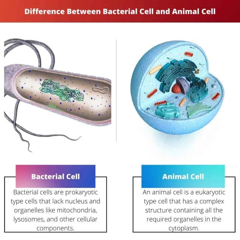 Top 32+ Background Images difference between bacterial cells and animal cells Latest