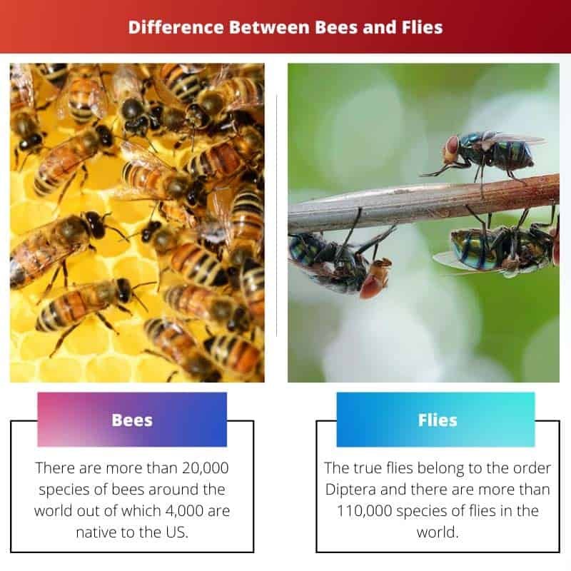 Bees vs Flies Difference and Comparison