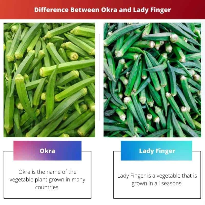 Okra vs Lady Finger Difference and Comparison
