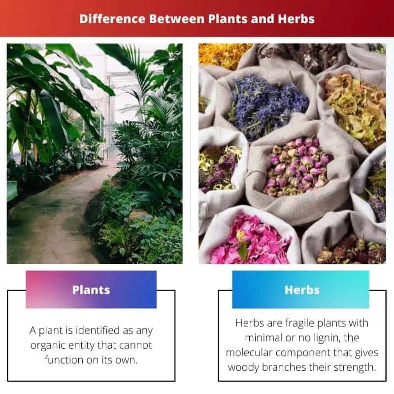 Plants vs Herbs Difference and Comparison