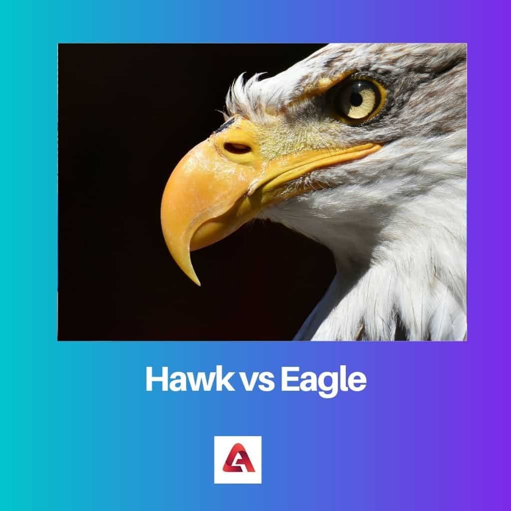 Hawk vs Eagle Difference and Comparison