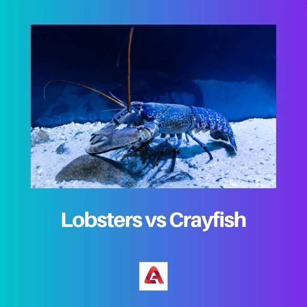 Lobster vs Crayfish Difference and Comparison