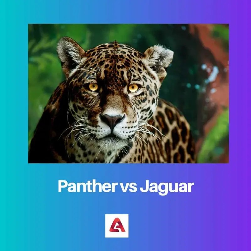 Panther vs Jaguar Difference and Comparison