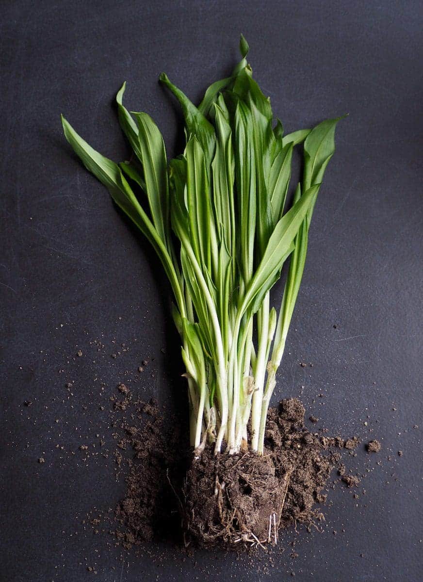 Leeks vs Green Onions Difference and Comparison