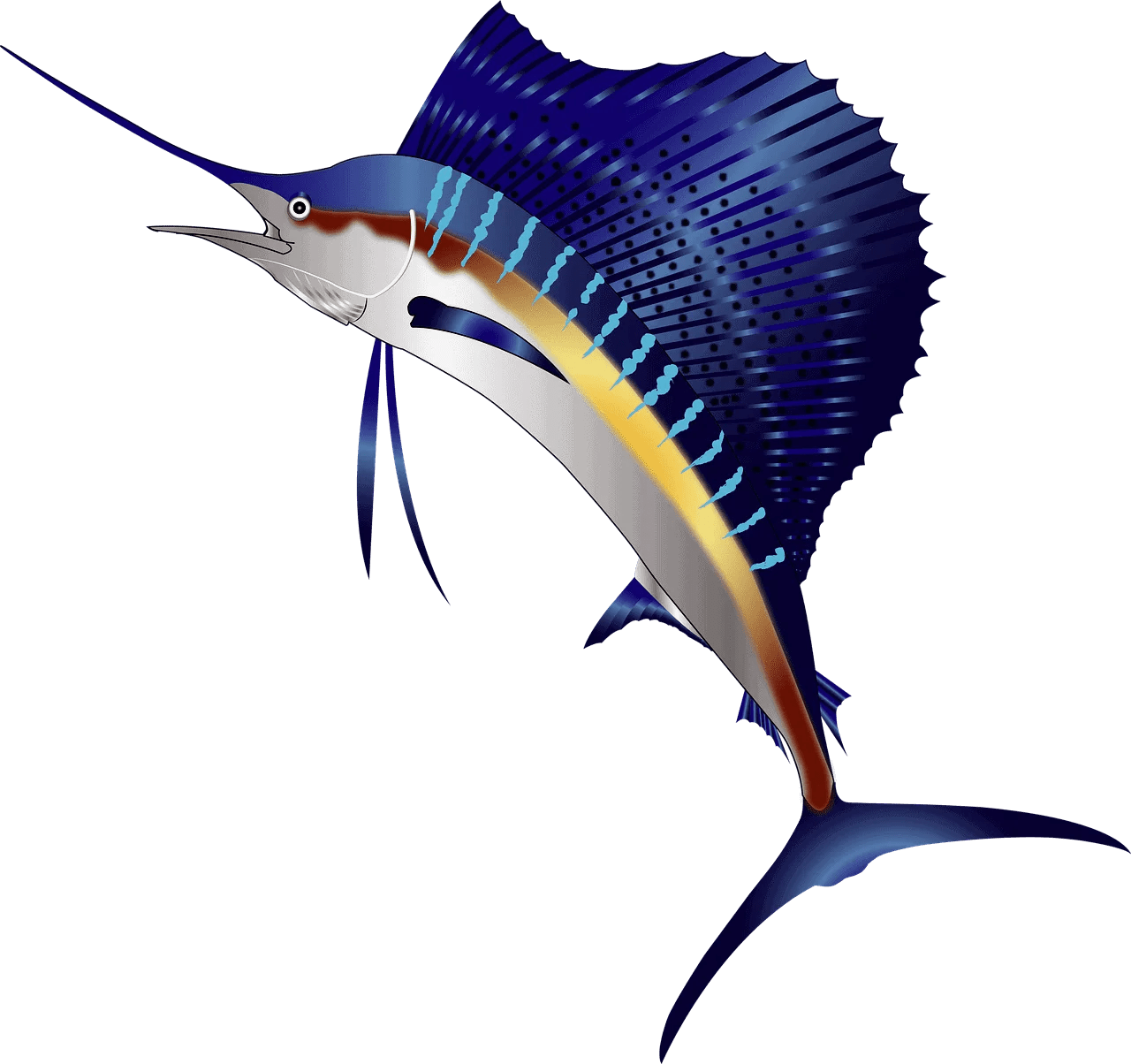 Swordfish vs Marlin Difference and Comparison