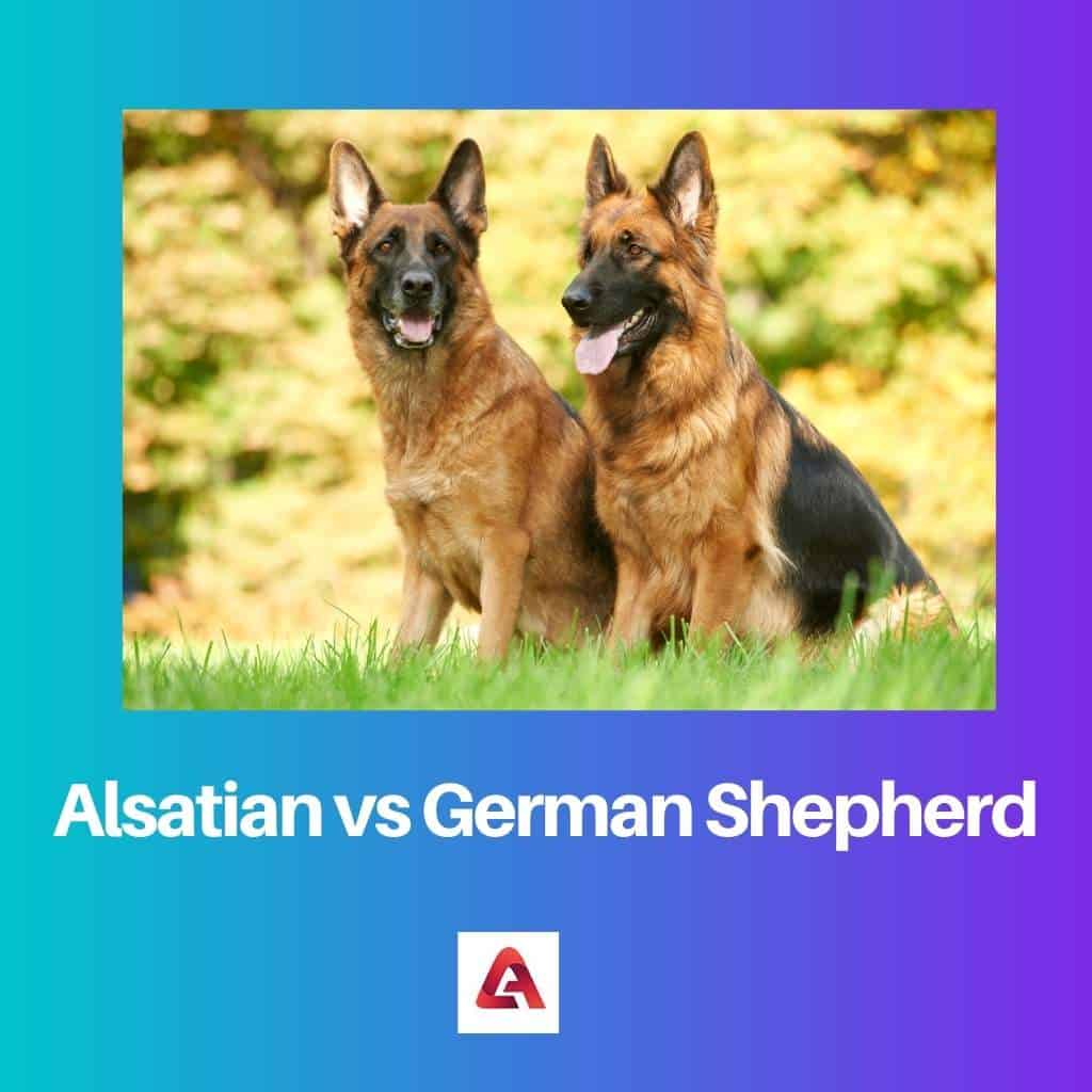 Alsatian vs German Shepherd Difference and Comparison