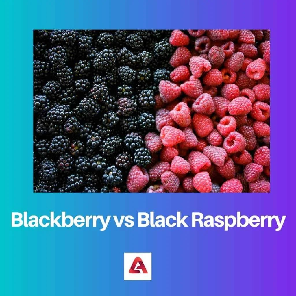 Blackberry vs Black Raspberry Difference and Comparison