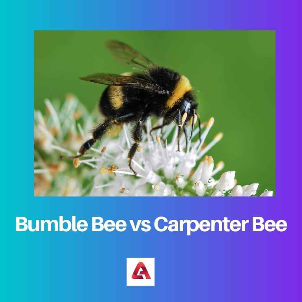 Bumble Bee vs Carpenter Bee Difference and Comparison