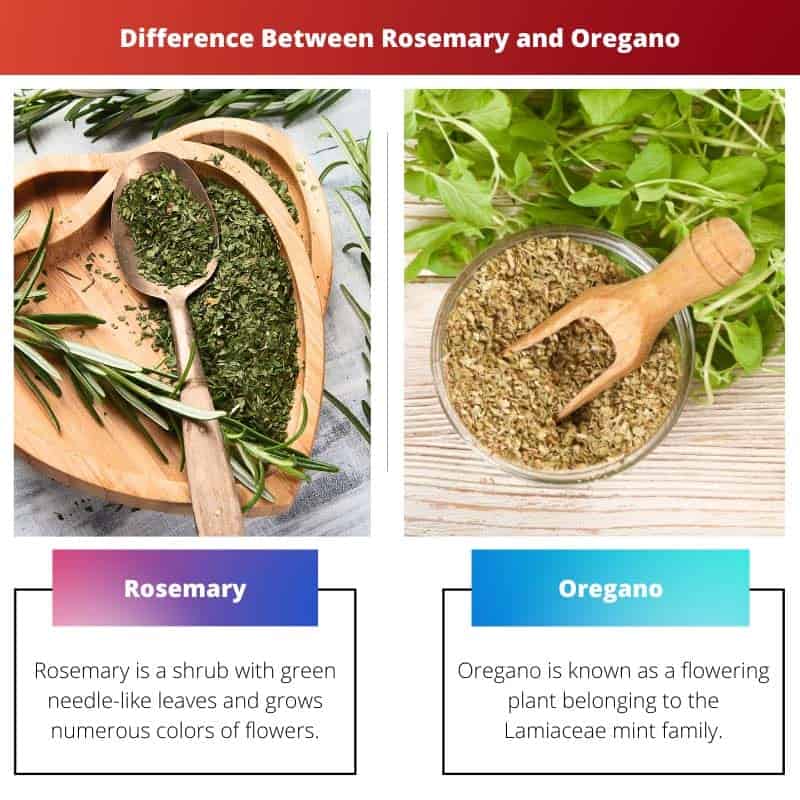 Rosemary vs Oregano Difference and Comparison
