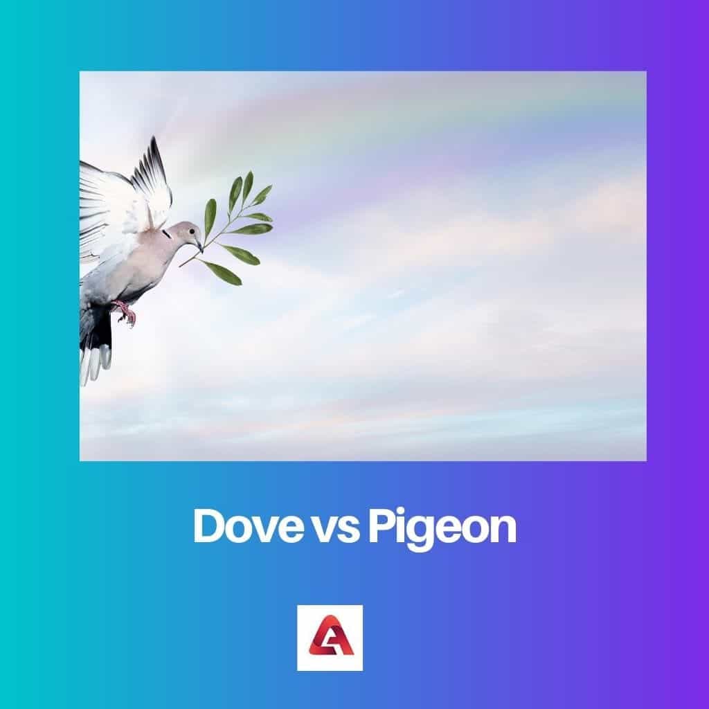 Dove vs Pigeon Difference and Comparison