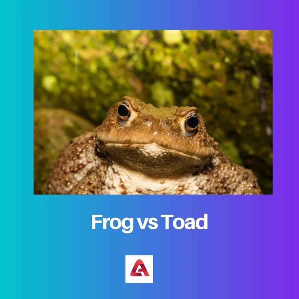 Frog vs Toad Difference and Comparison