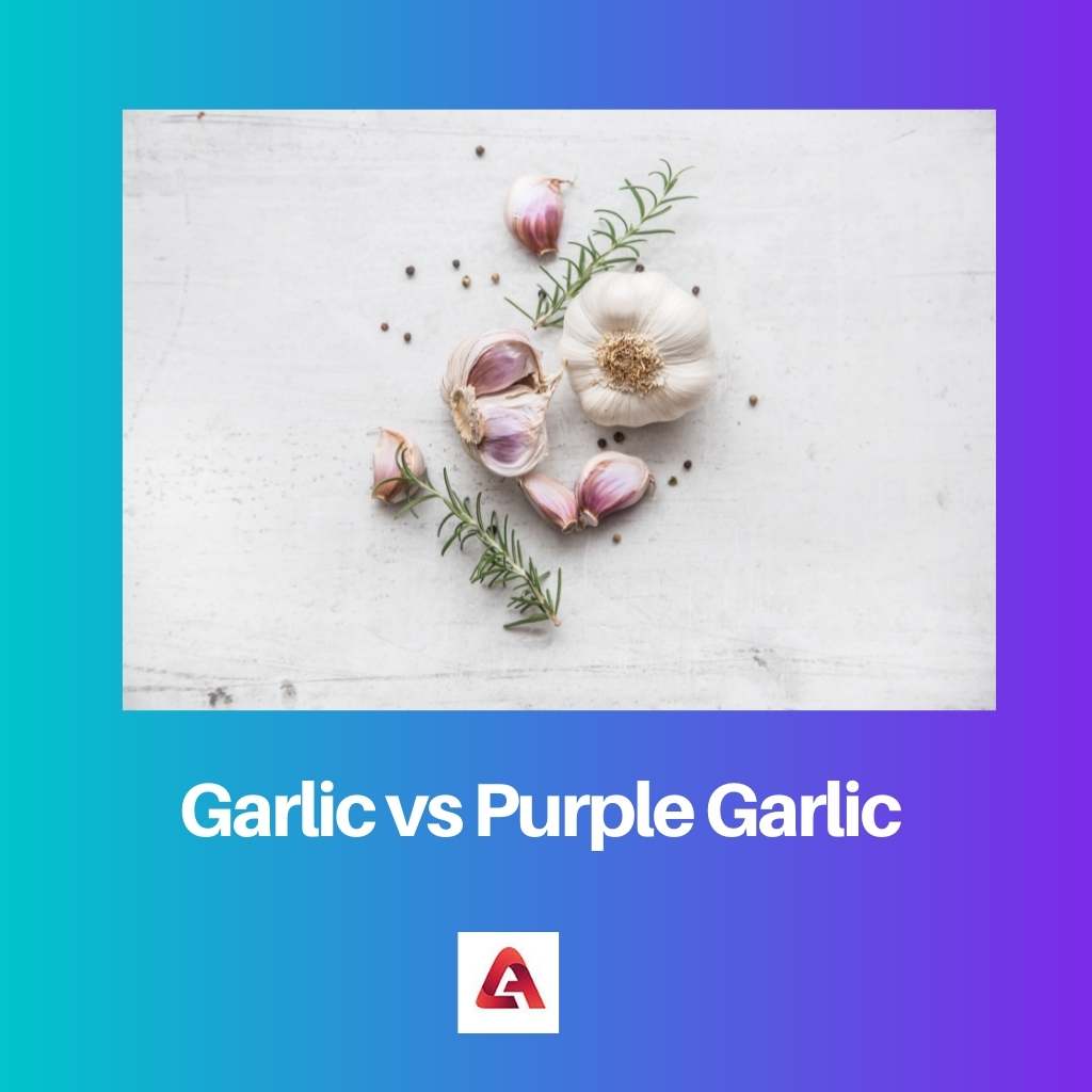Garlic vs Purple Garlic Difference and Comparison