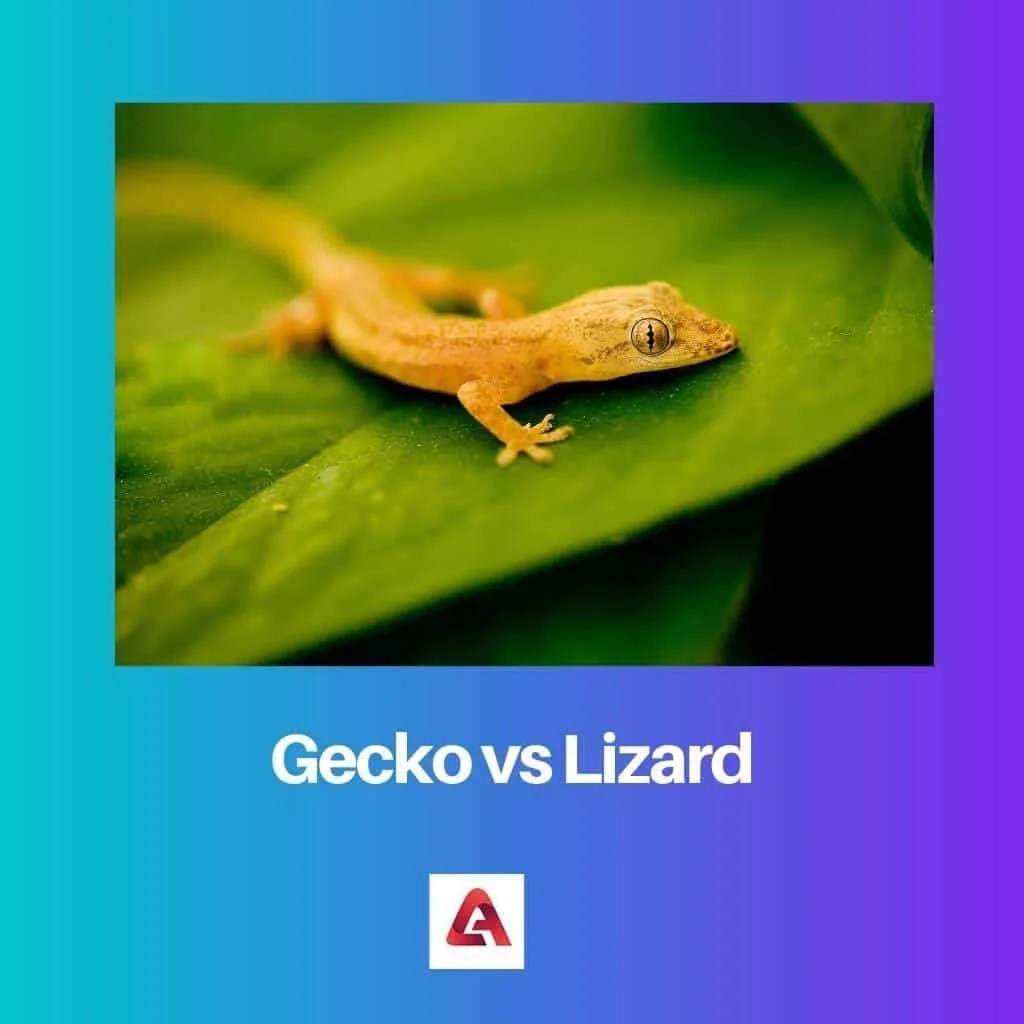 a Gecko vs a Lizard Difference and Comparison
