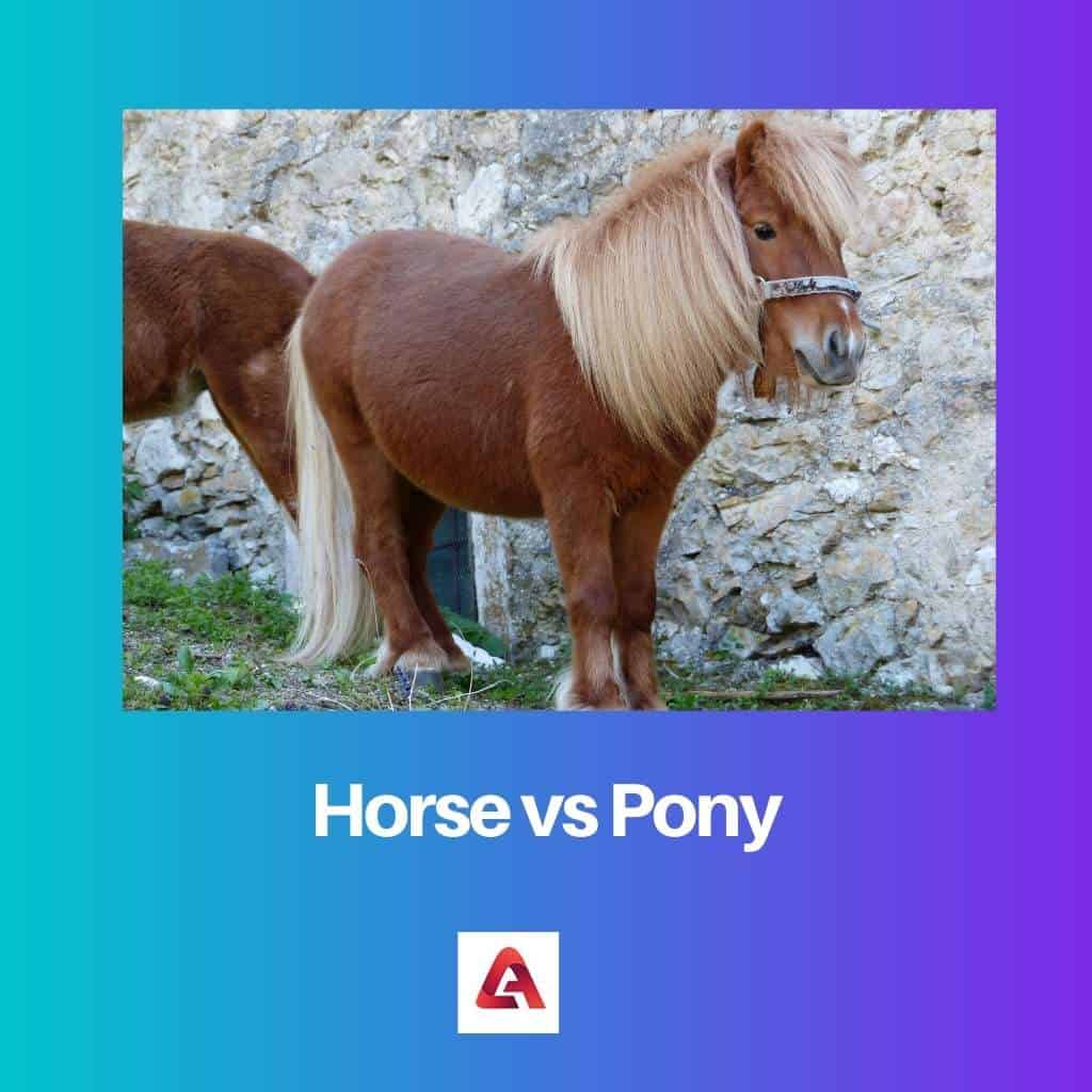 Horse vs Pony Difference and Comparison