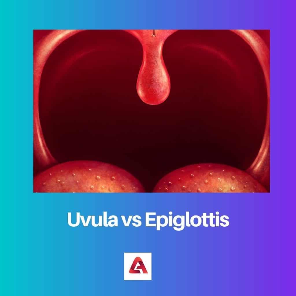 Epiglottis Meaning