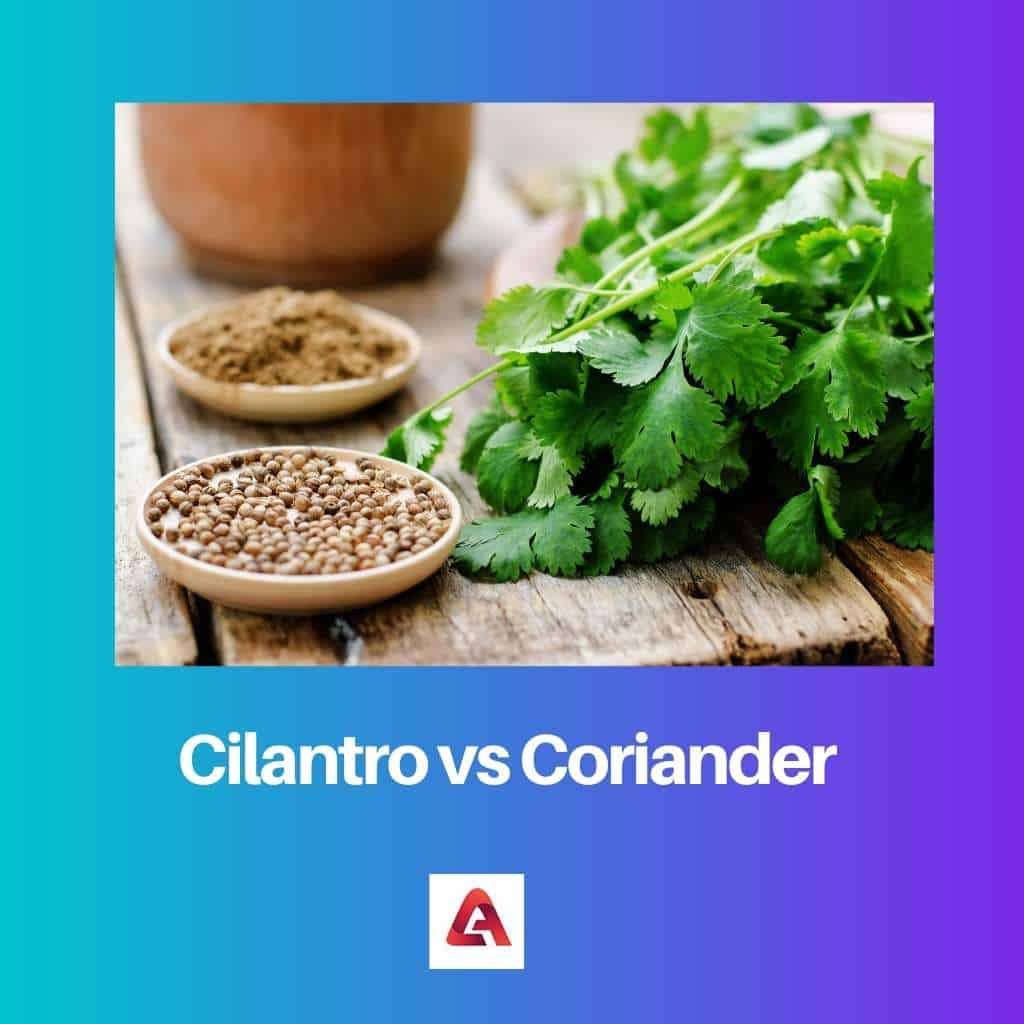 Cilantro vs Coriander Difference and Comparison