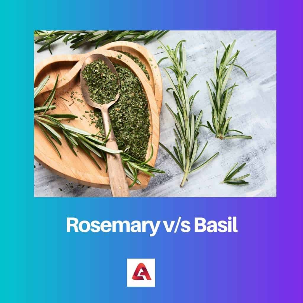 Rosemary vs Basil Difference and Comparison