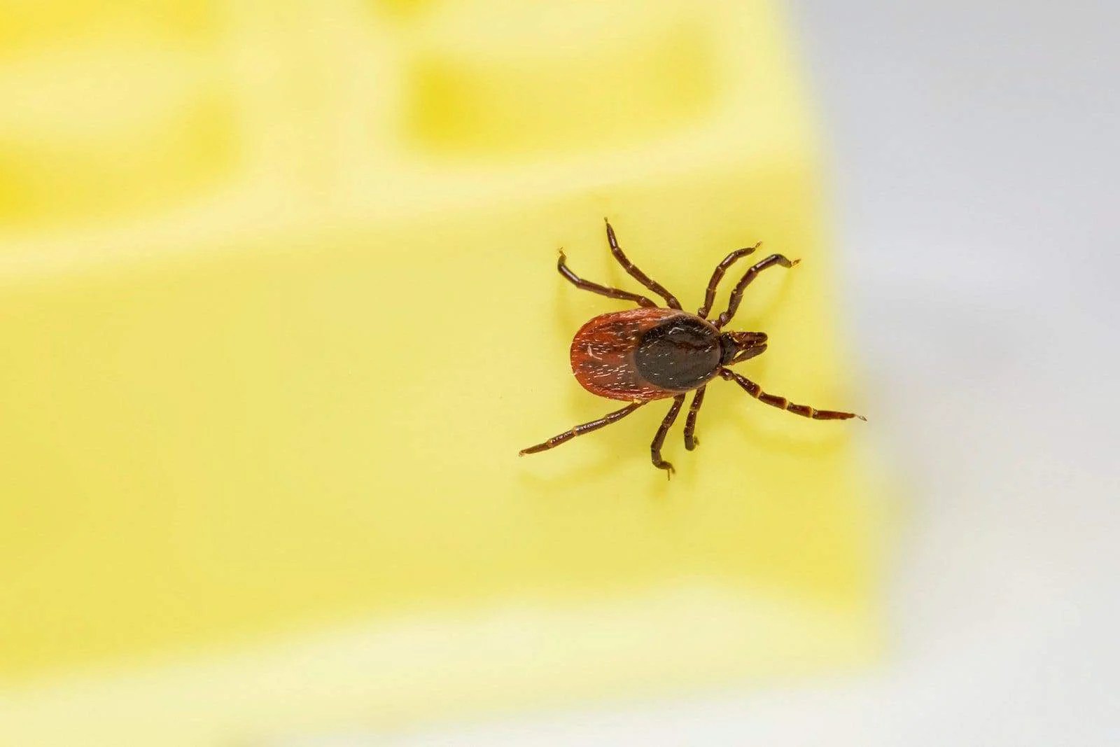 Deer Tick vs Dog Tick Difference and Comparison