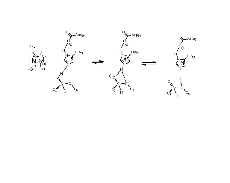 Xylose vs Glucose Difference and Comparison