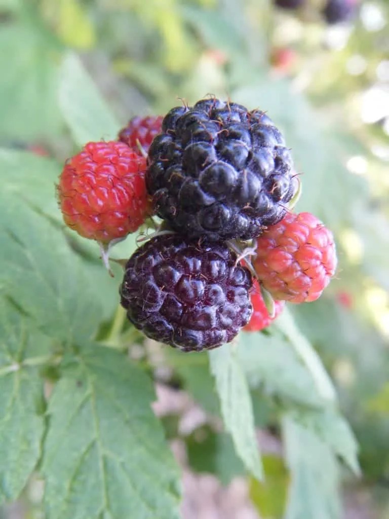 Blackberry vs Black Raspberry Difference and Comparison