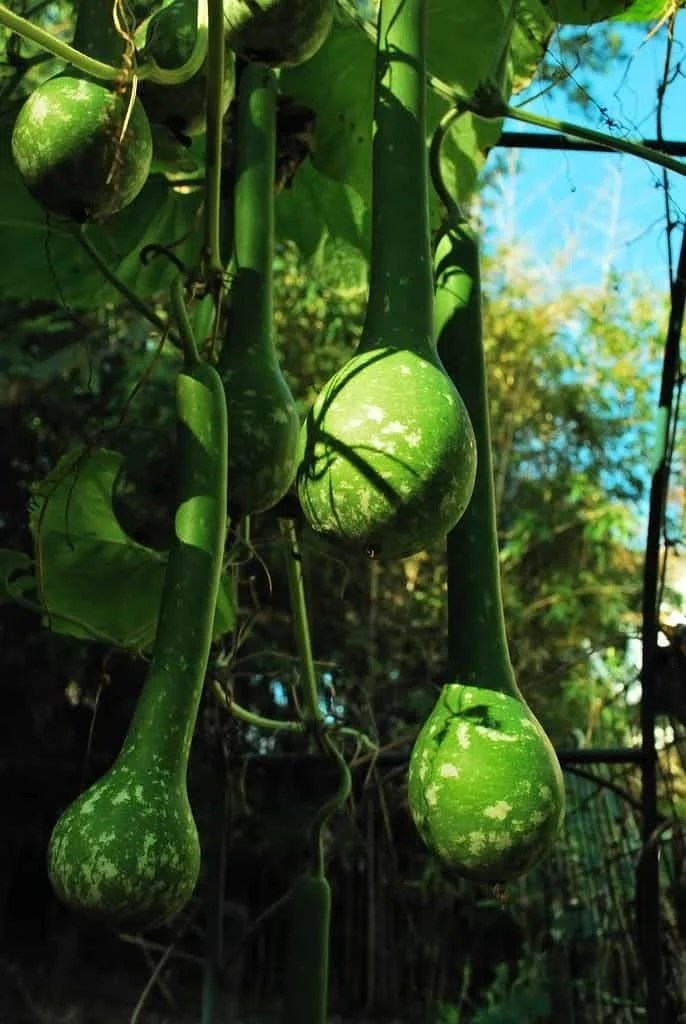 Gourds vs Pumpkins Difference and Comparison