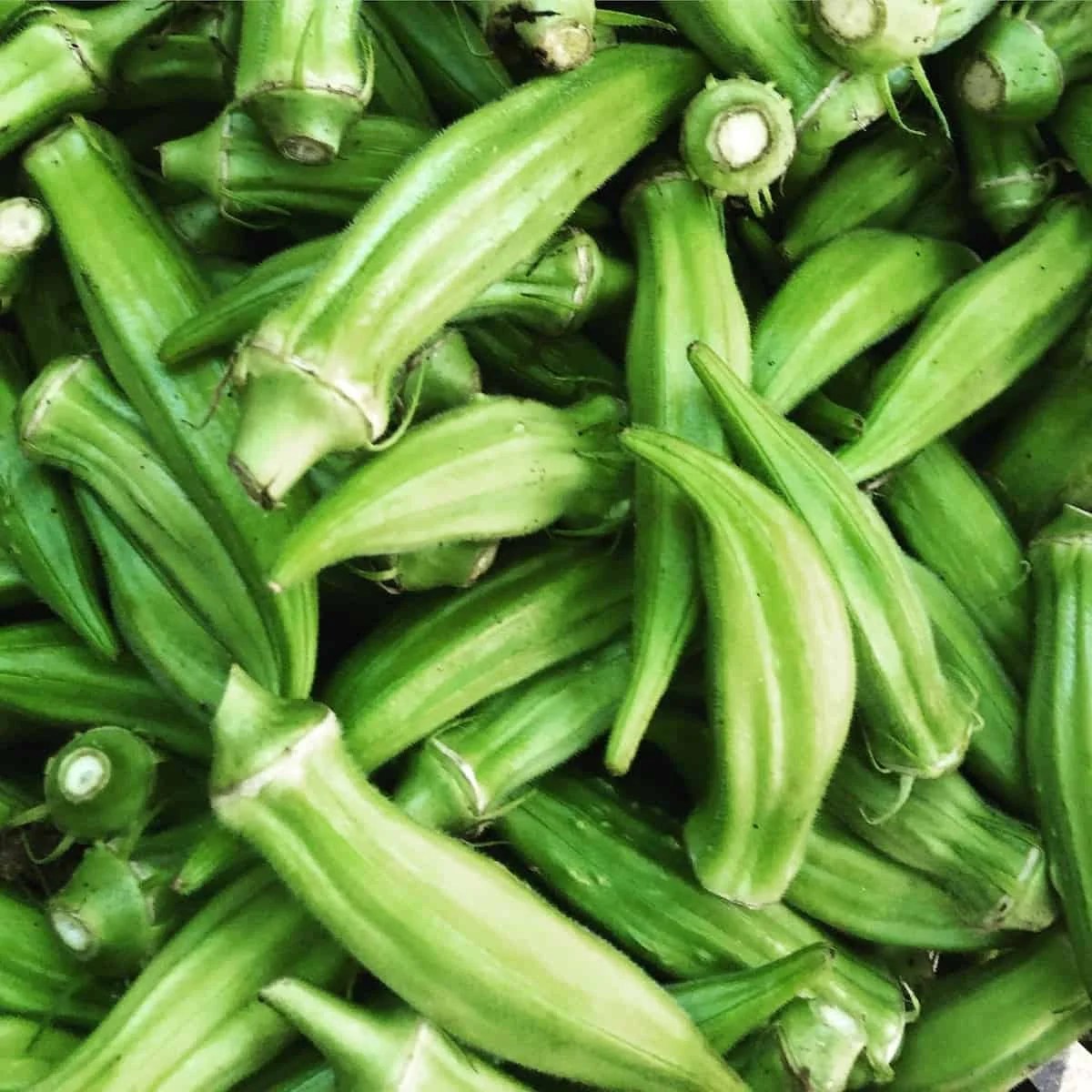 Okra vs Lady Finger Difference and Comparison