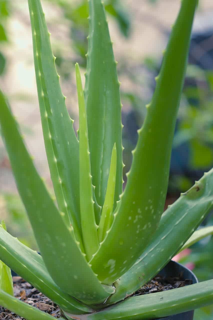 Cactus vs Aloe Vera Difference and Comparison