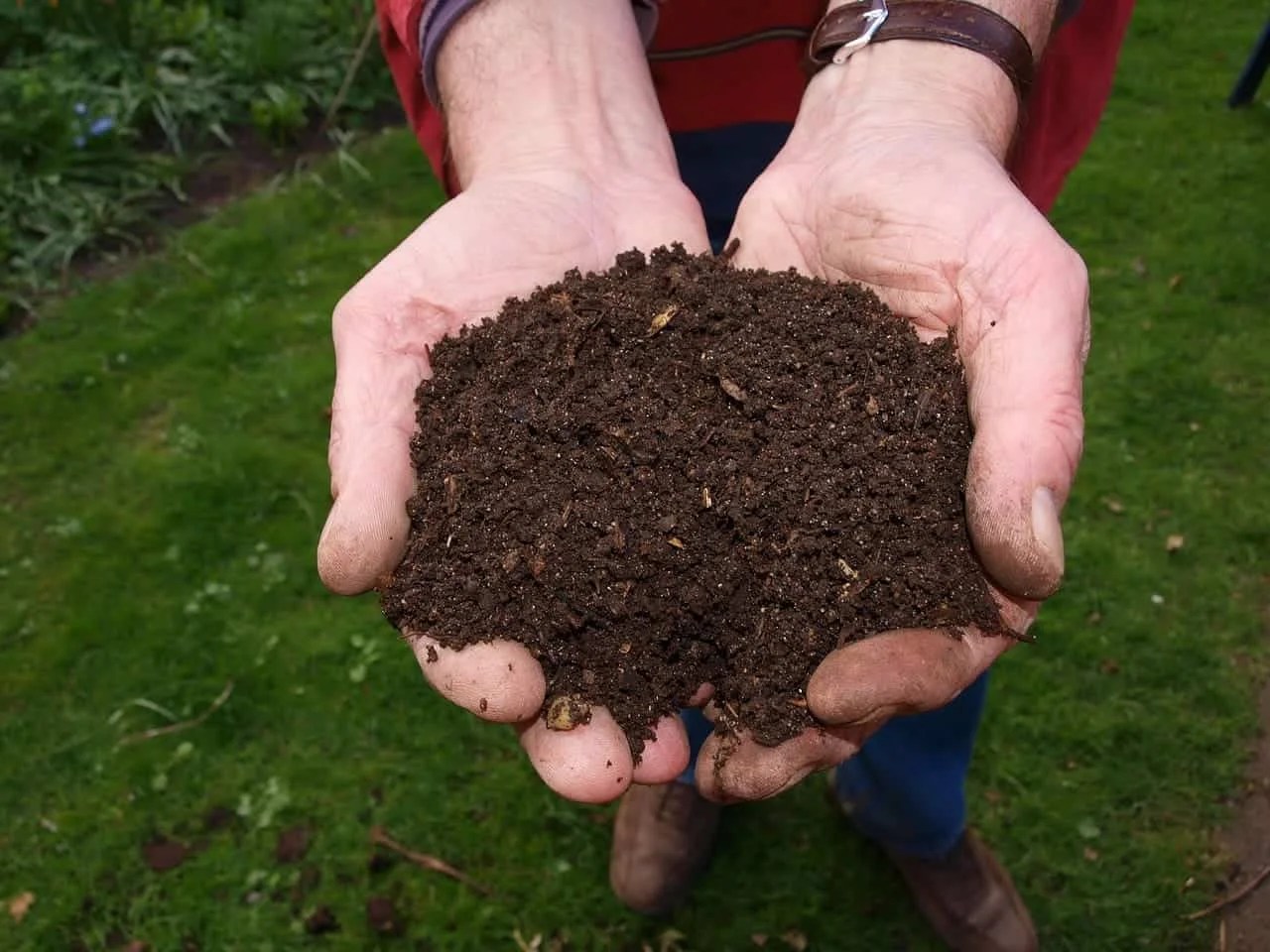 Manure vs Compost Difference and Comparison