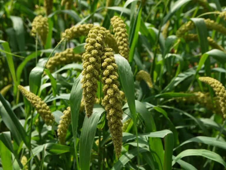 Maize vs Millet Difference and Comparison