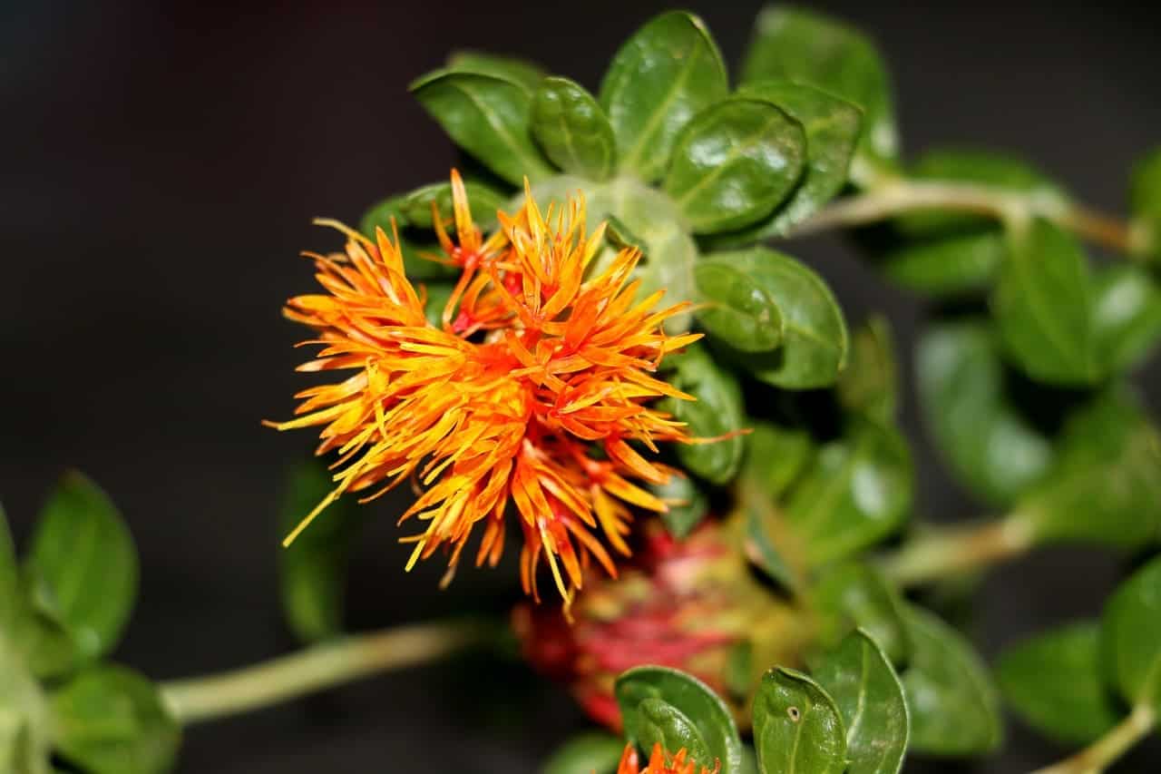 Sunflower vs Safflower Difference and Comparison