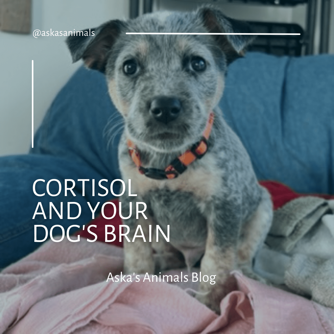 Cortisol and Your Dog's Brain Aska's Animals