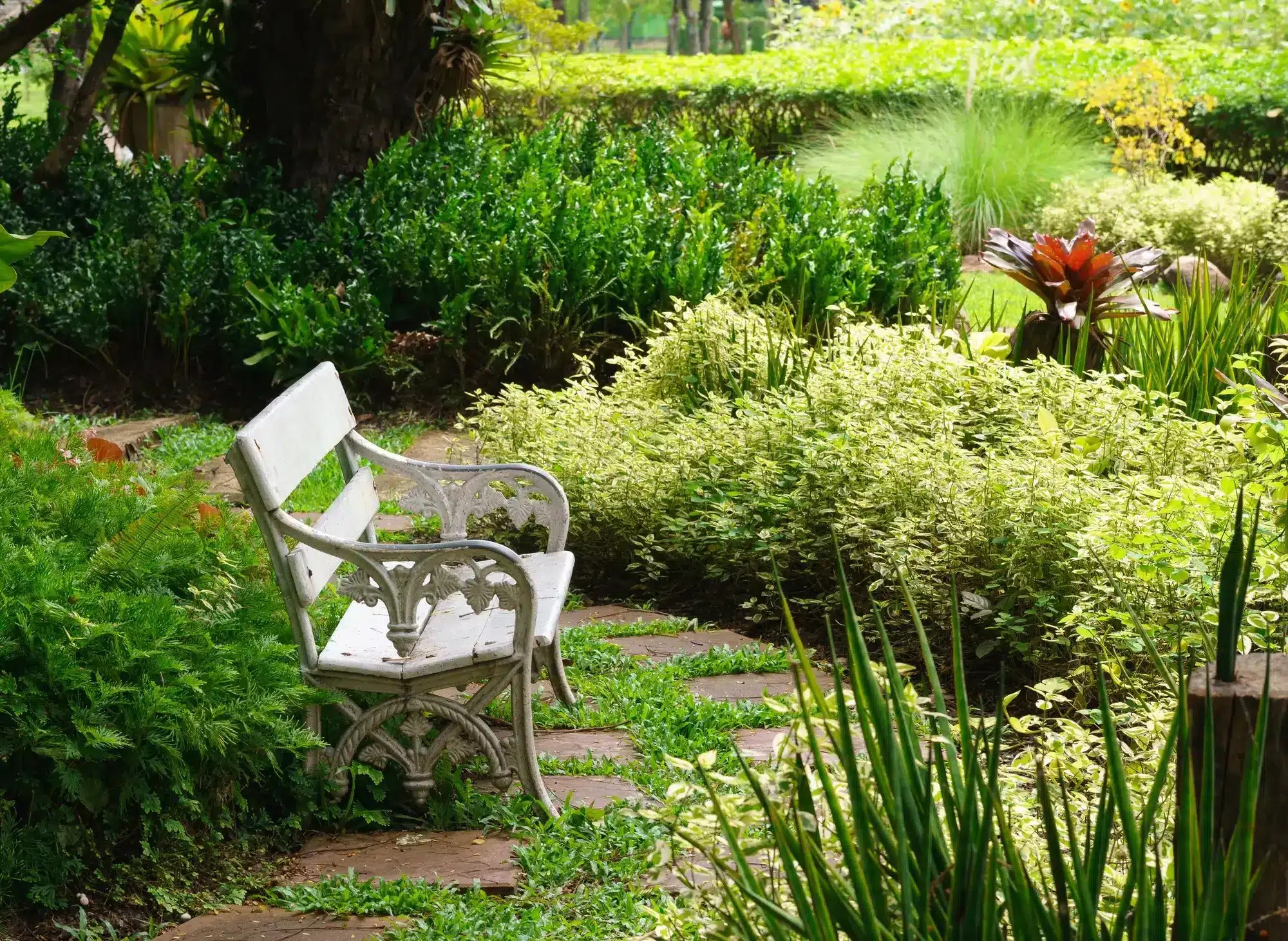 Create an Enchanted Garden with Esoteric Plants