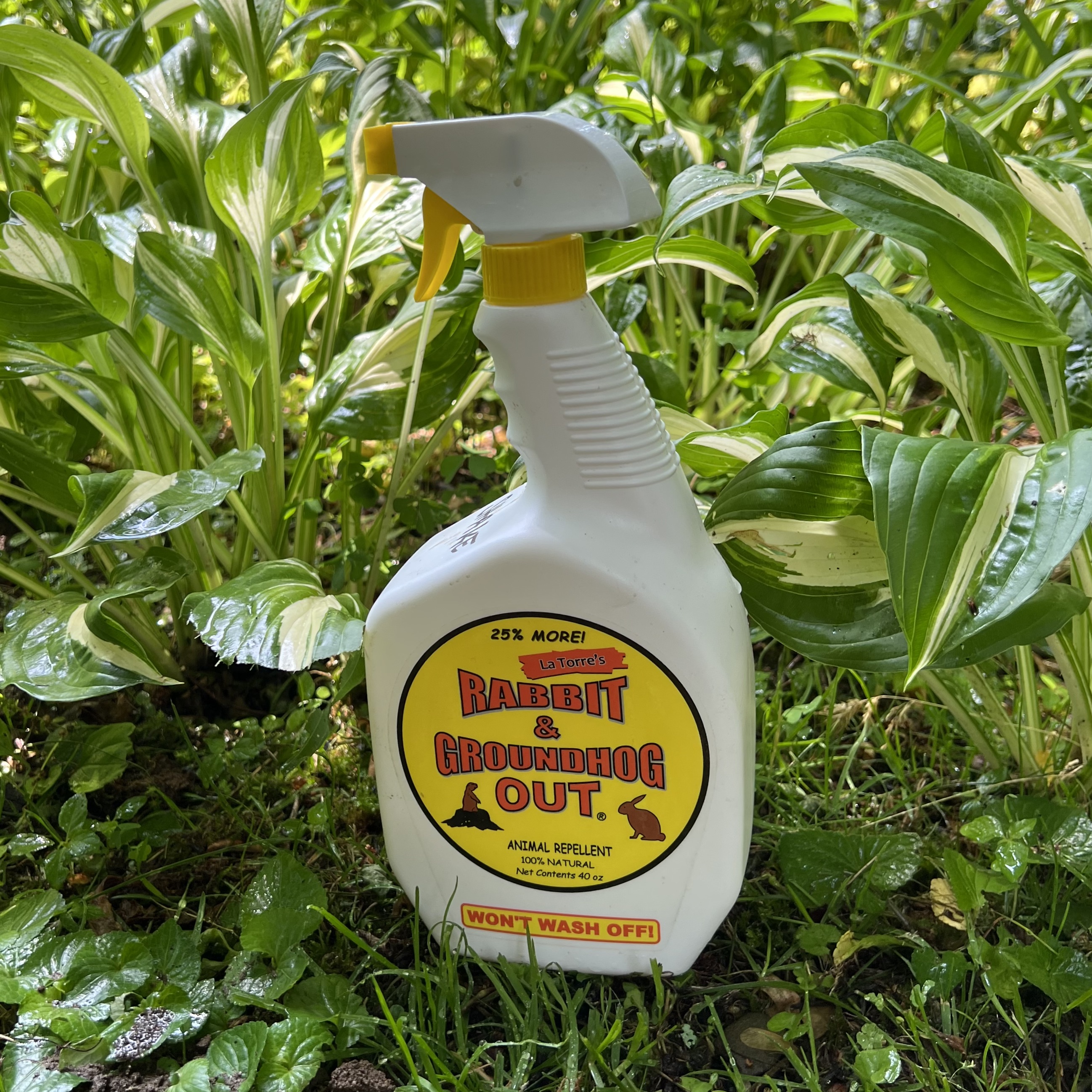 AllNatural Animal Repellents • Ask Bronna