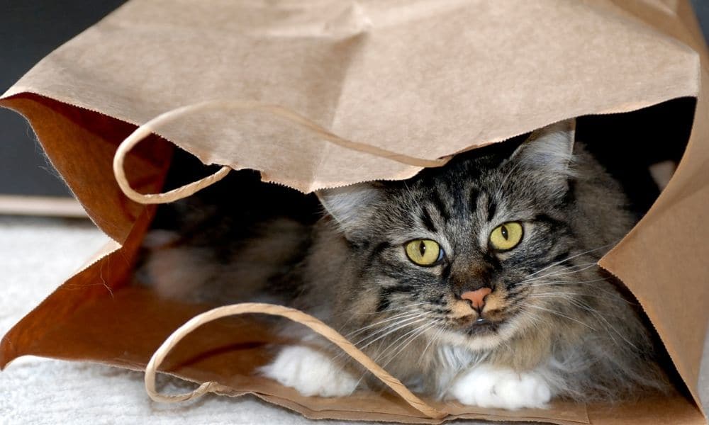 15 Important Things You Should Know Before Getting a Cat AskDads