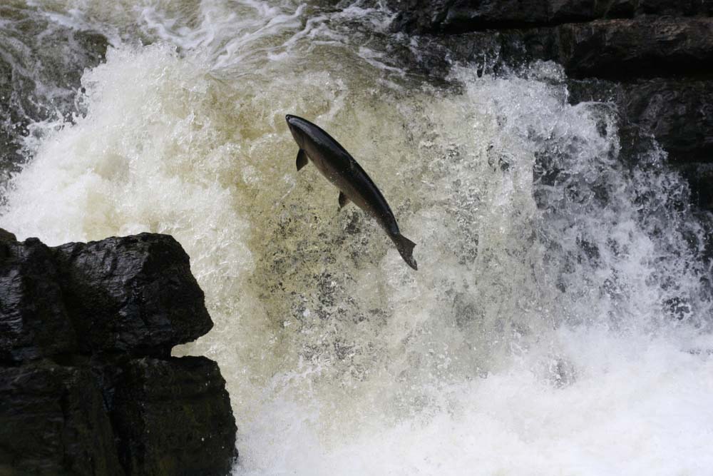 Farm Raised vs. Wild Caught Fish Ask Dr. Ernst