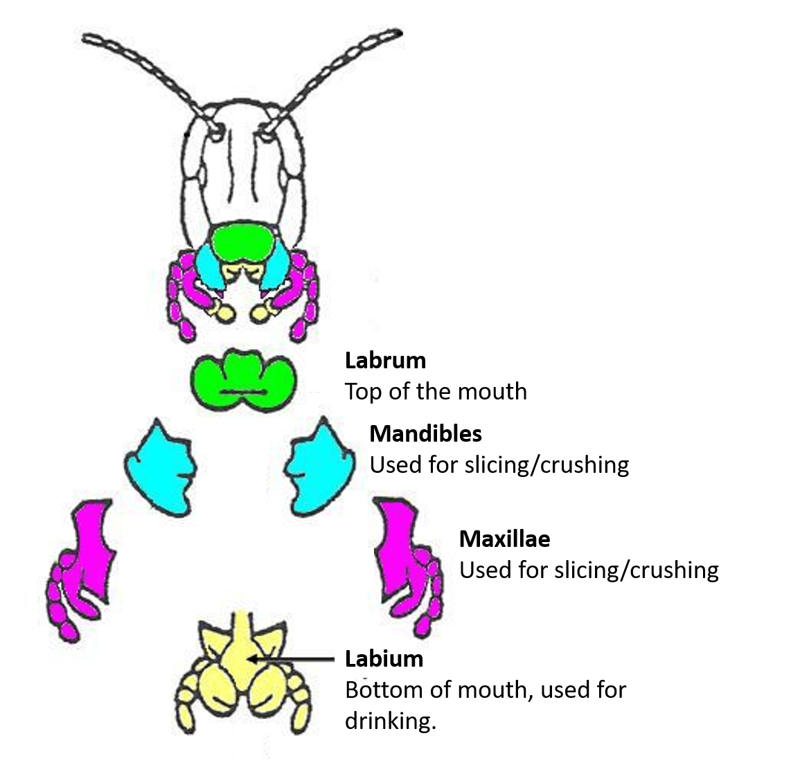 Ask an Entomologist Got questions about bugs? We have the answers