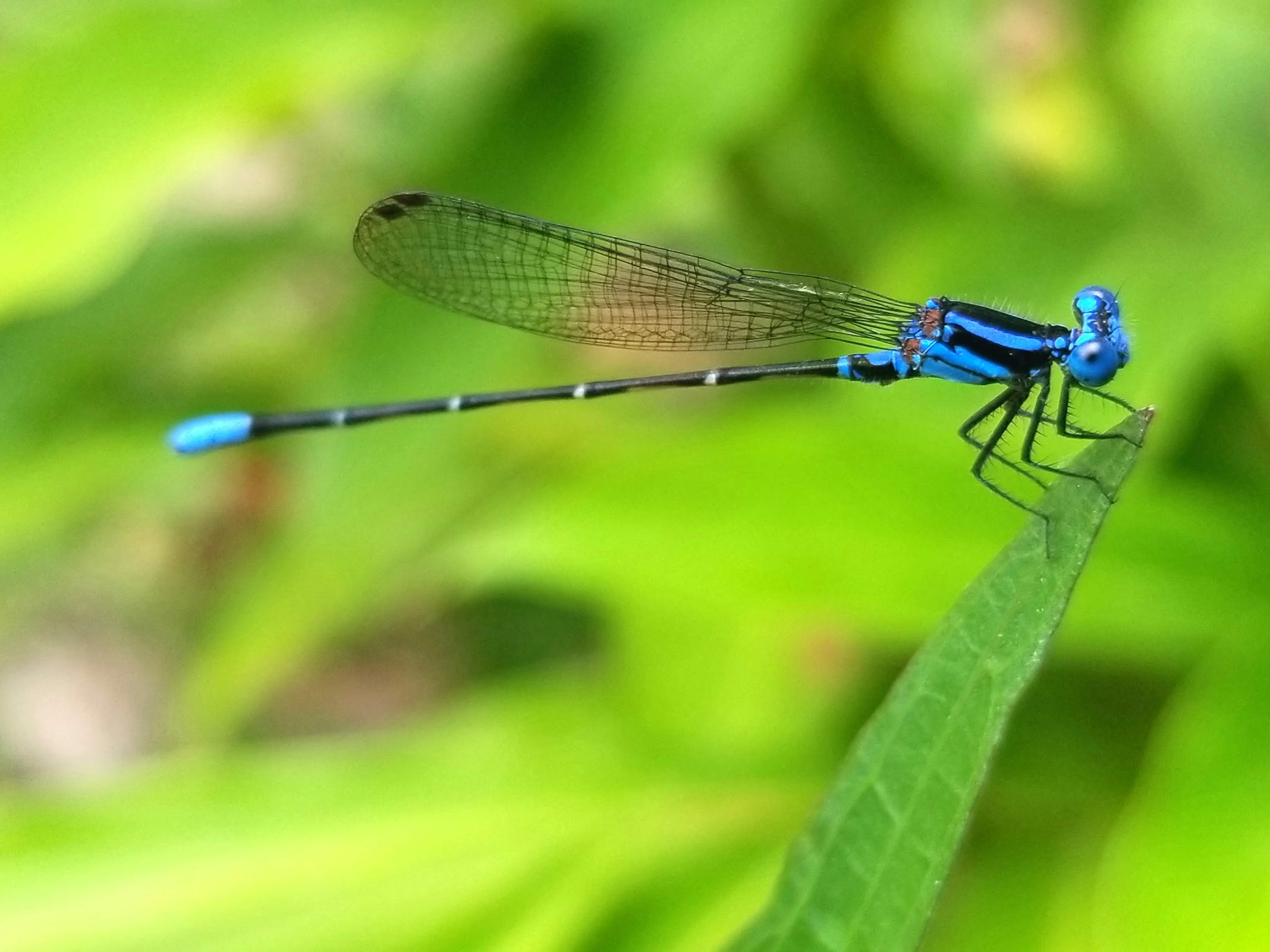 What is the Difference Between Dragonflies and Damselflies? Ask an
