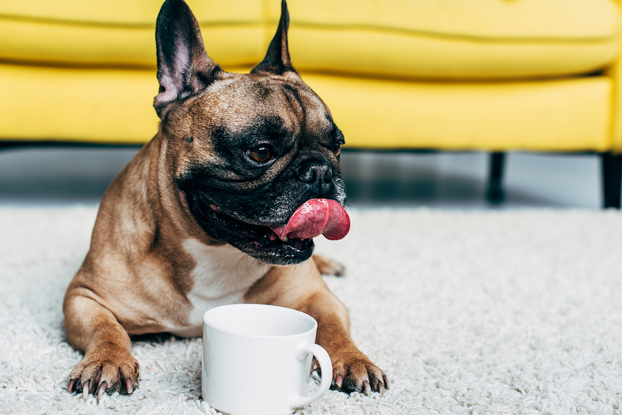 Why is my French Bulldog Drinking a Lot of Water?