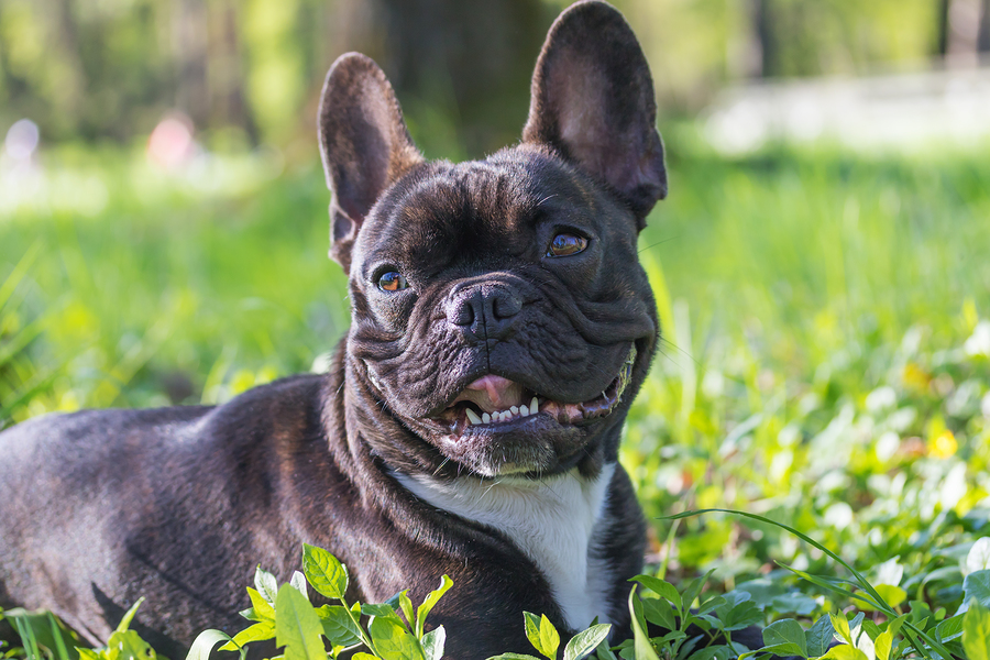 Why Does My French Bulldog Have A Runny Nose? 7 Observations