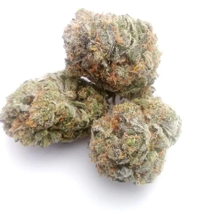 Grease Monkey Strain Complete Review AskGrowers