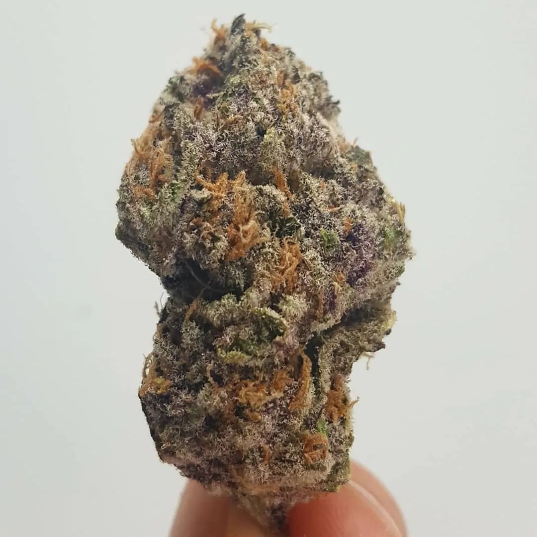MAC Strain Enjoy Diesel and Flowery Taste AskGrowers
