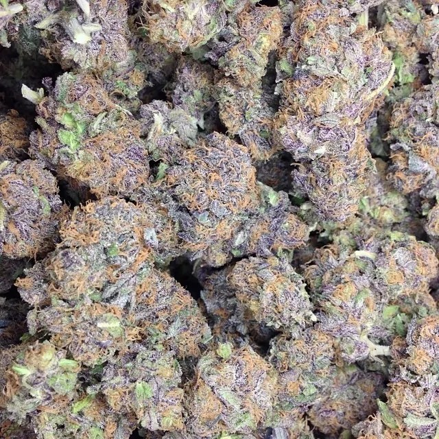 Purple Urkle Strain & Seeds Guide