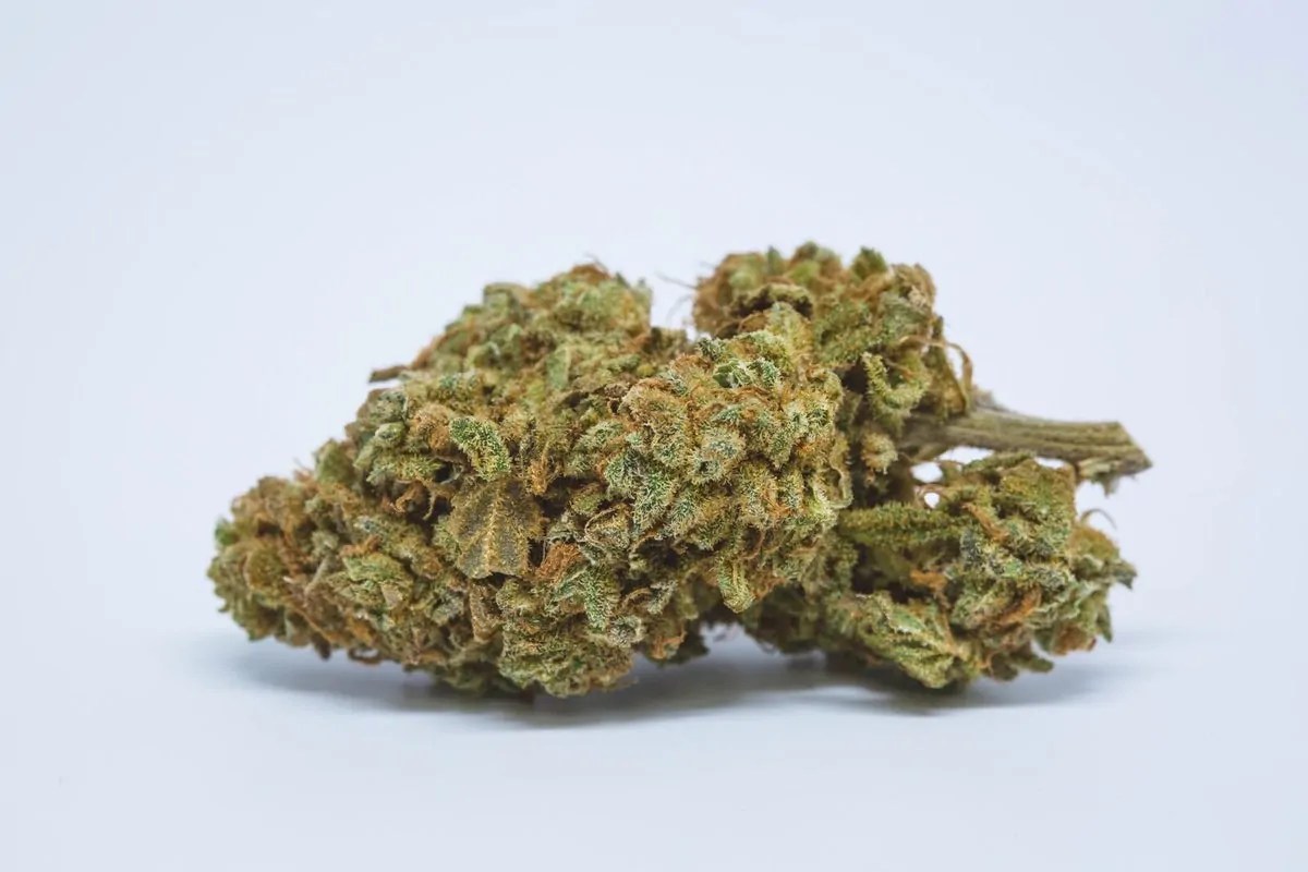 Jet Fuel Strain Complete Review AskGrowers