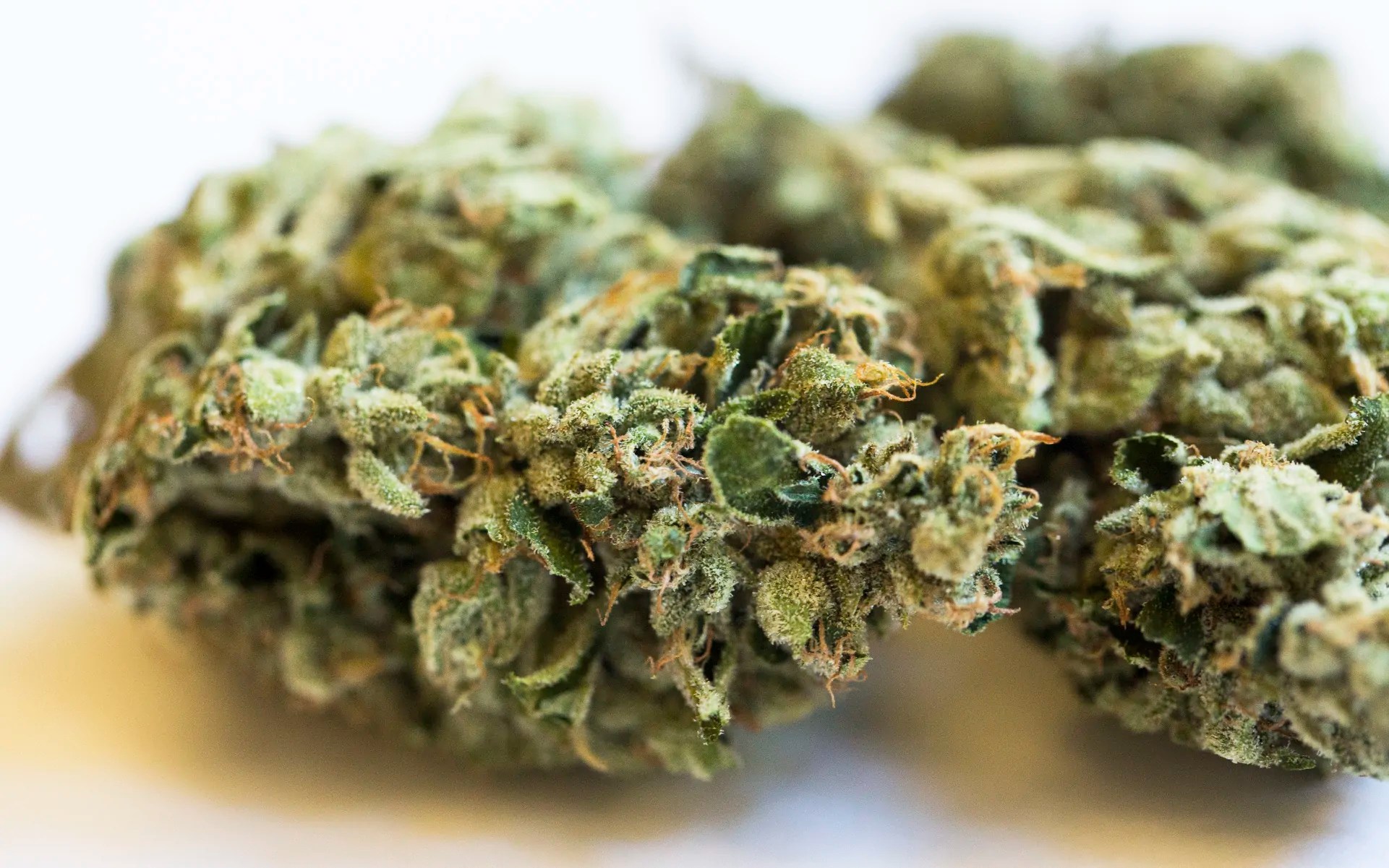 Jet Fuel Strain Complete Review AskGrowers