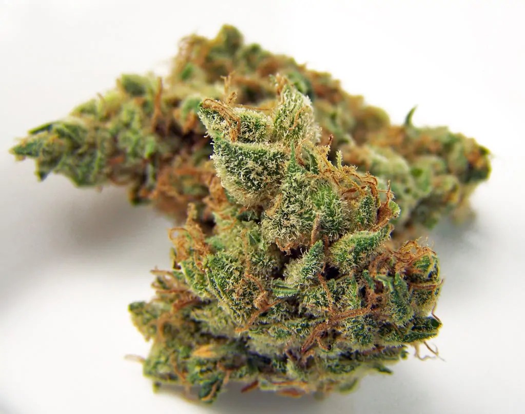 Jilly Bean Strain Complete Review AskGrowers