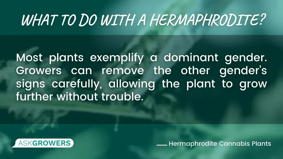All About Hermaphrodite Cannabis Plants AskGrowers