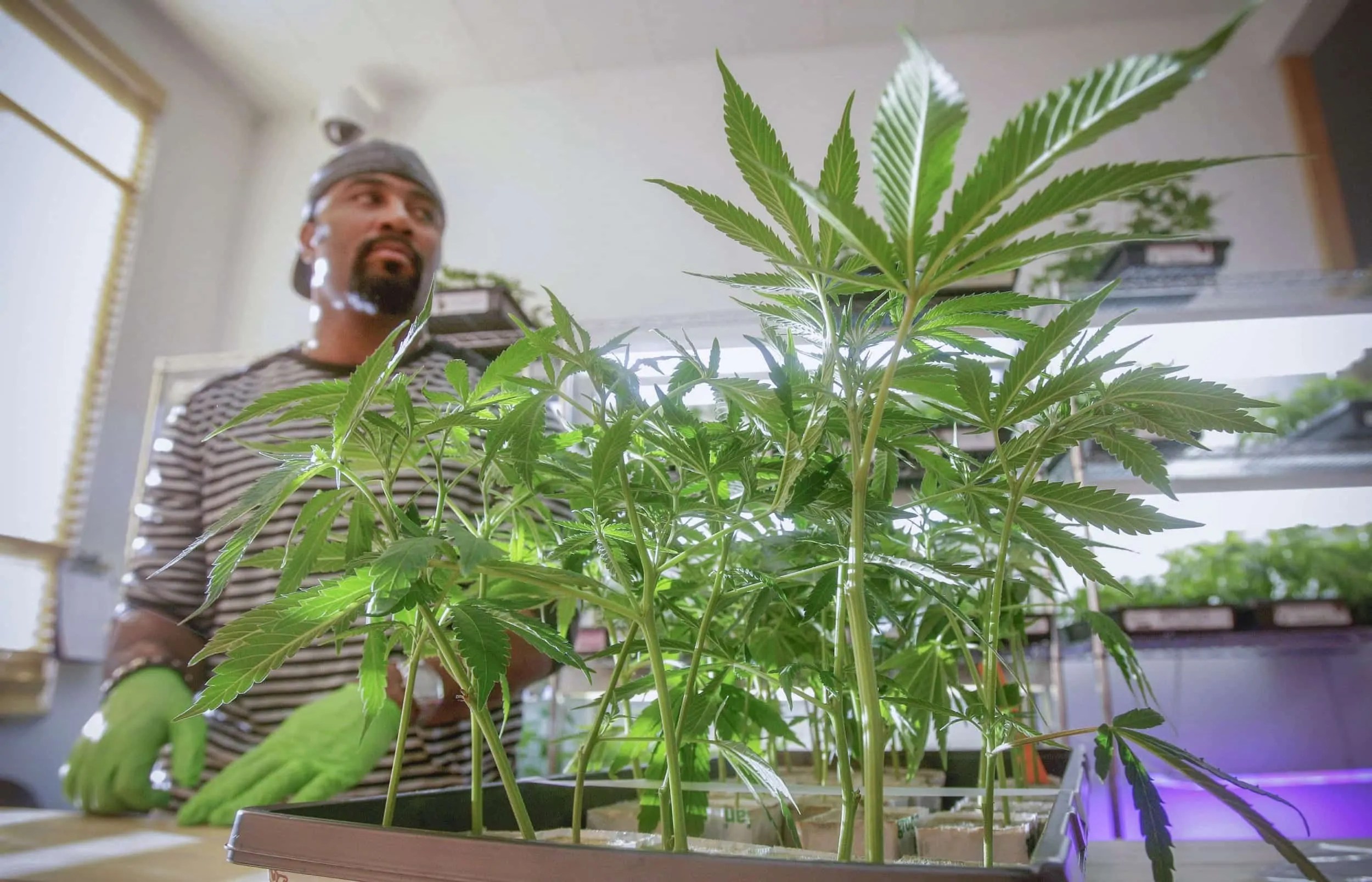 How to a Grower A Complete Guide on Weed Farmers AskGrowers AskGrowers