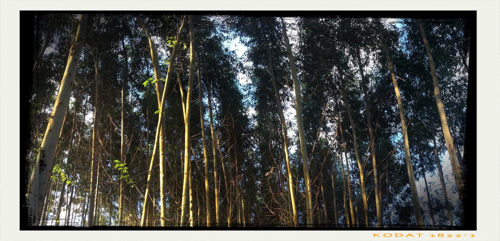 Florida Eucalyptus Fast Growing Super Trees Harvest Logistics We